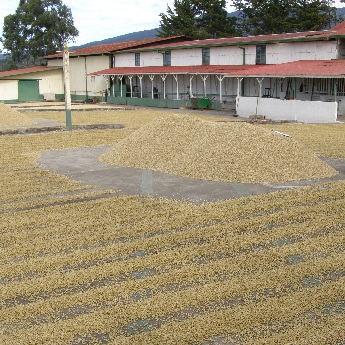 Coffee beans drying in the sun in Guatemala.